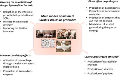 Bacillus spp. Probiotic Strains as a Potential Tool for Limiting the Use of Antibiotics, and Improving the Growth and Health of Pigs and Chickens